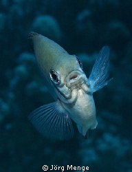Ambon Chromis by Jörg Menge 